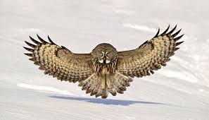 Maybe you would like to learn more about one of these? Mengapa Burung Hantu Dapat Memutar Kepala Tekno Tempo Co