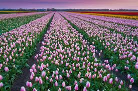 Check spelling or type a new query. Take Flight Over This Unbelievable Dutch Flower Field Tulip Fields Flower Field Birds Eye
