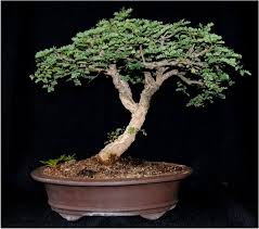 Image result for Acacia burkei