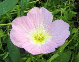 500 Showy Evening Primrose Seeds Oenothera Speciosa Etsy In 2021 Flower Seeds Evening Primrose Primrose Plant