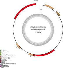 Image result for Pilostyles aethiopica