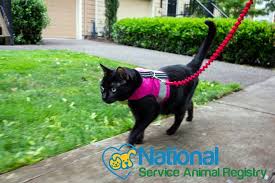 Esas can be any common domestic animal including dogs, cats, or ferrets, and more. Are Emotional Support Vests Necessary For Cats National Service Animal Registry