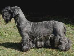 Image result for ČESKÝ TERIÉR