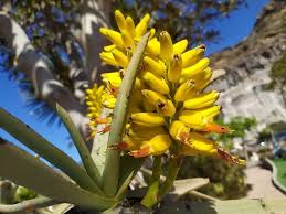 Image result for Aloidendron