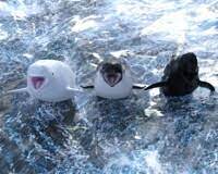 Playing fetch with pilot whales: Meet 3 New Whales 1 3 By Werewolfcz Fur Affinity Dot Net