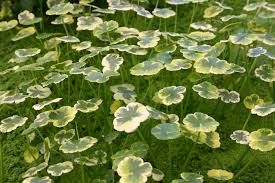 Image result for Hydrocotyle ranunculoides