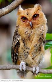 Bird That Sounds Like An Owl In The Morning Goaww Com Animals Beautiful Animals Pet Birds