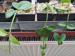 Image result for Ceropegia monteiroae