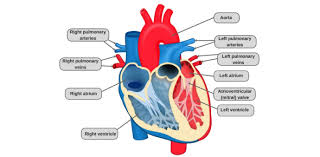 The left ventricle pumps blood into the systemic circulation. Heart Structure And Function Test Trivia Quiz Proprofs Quiz