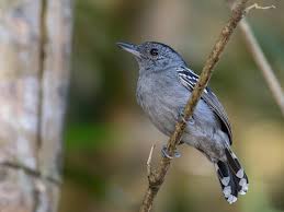 Image result for Antrocaryon nannanii