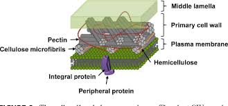 Maybe you would like to learn more about one of these? Figure 9 From Plant Organelle Proteomics Collaborating For Optimal Cell Function Semantic Scholar