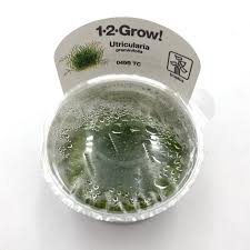 Image result for Utricularia sp.no.1