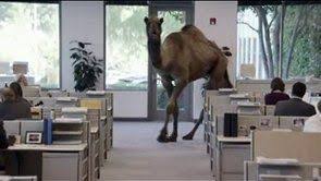 Watch them here and find other fun new homeowners are loving the backyard of their new home. Pin On Caleb The Geico Camel