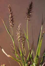 Image result for Cenchrus ciliaris