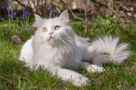 deutsch langhaarkatze vanilje dog lover humor cat with blue eyes white cats