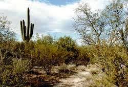 (1) collect pictures and photographs of forests and grasslands of different parts of the world. Cbse Class Vii 7th Geography Chapter 6 Natural Vegetation And Wild Life Solved Exercises Cbse Master Ncert Textbooks Exercises Solutions
