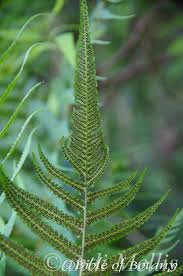 Image result for Christella hispidula