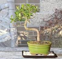Brussel's Bonsai - Live Golden Gate Ficus Bonsai Tree with Ceramic Bonsai  Pot & Humidity Tray, Indoor Bonsai Plant, 7 Years Old, 8-16 Inches Tall, ...