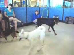 How long are puppy classes at petsmart? Annabella At Pet Smart S Dog Training Class Video 1 Youtube