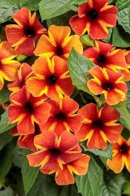 These flowers are safe for animals including dogs and cats. Flowering Vines For Your Garden Garden Design