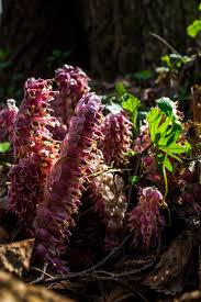 Image result for Micrargeriella