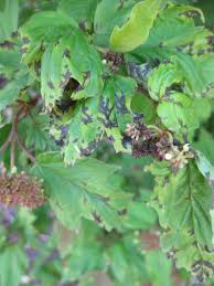 Image result for Pseudomonas syringae