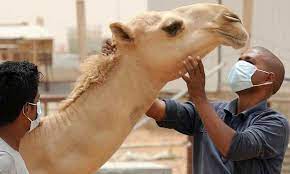 Find halal camel meat manufacturers on exporthub.com. Slaughtering Consuming Or Buying Camel Meat Illegal High Court