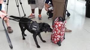 But perhaps on the x ray scanner. Tsa Using Dogs To Speed Passenger Screening At Charlotte S Airport Charlotte Observer