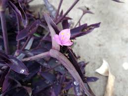Image result for Commelina purpurea