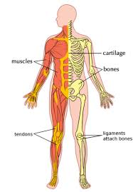 The Musculoskeletal System Systems In The Human Body