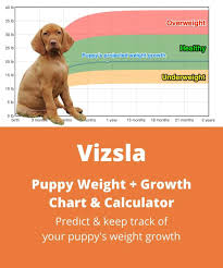 As long as this minimum is being met, you don't need to sweat it if your vizsla likes to spend a good chunk of time lounging around the house and being your shadow.. Vizsla Weight Growth Chart 2021 How Heavy Will My Vizsla Weigh The Goody Pet