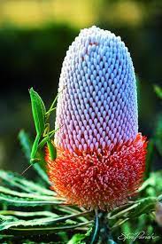 Acorn Banksia Banksia Prionotes Australian Wildflowers Australian Native Plants Australian Flowers