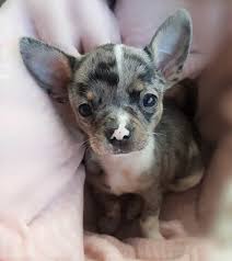 Handling puppies to weigh them as part of a health check. Merle Chihuahua The Truth Behind This Unusually Colored Dog