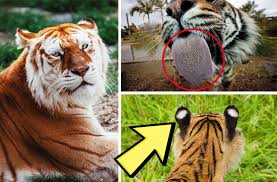 A color variation of the bengal tiger this tiger once romed throughout india, but unfortunatly none. 9 Interesting Facts About Tigers You Probably Didn T Know 365 Wildlife