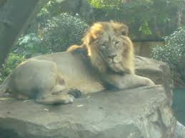 Persica / indian lion・asiatic lion・south asian lion)アジアライオンなどとも呼ばれ、現在はインドの保護区に一部のものが生息して. ãƒ•ã‚¡ã‚¤ãƒ« ã‚¤ãƒ³ãƒ‰ãƒ©ã‚¤ã‚ªãƒ³ã®ã‚ªã‚¹1 Jpg Wikipedia