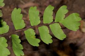 Image result for Adiantum soboliferum