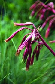 Image result for Beschorneria sp. (Biegel 5357)