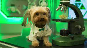 O gets an odd illness called the sillies. Odd Squad And Then They Were Puppies A Case Of The Sillies On Pbs Wisconsin