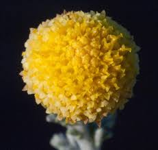 Image result for Nolletia arenosa