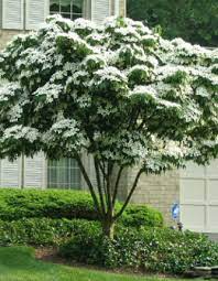 Flowering dogwood trees zone 4. Cornus Kousa Kousa Dogwood Is A Zone 4 5 8 Tree Shrub With Over 80 Cultivars It Is Better Drought And Disease Resistance Than Kousa Dogwood Tree Patio Trees
