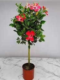 It simply needs to have certain conditions in order to thrive. Overall Height 44 To 48 Pink Painted Lady Hibiscus Plants Live Tropical Plants Of Florida 3 Gallon Pot Braided Hibiscus Tree Patio Lawn Garden Plants Seeds Bulbs Patte Blanche Com