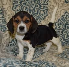 Beagles for sale in los angeles لم يسبق له مثيل الصور tier3 xyz. Beagle Puppy For Sale Petfinder