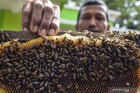 Rumah Sakit Ini Putus Penularan Virus Corona Pakai Madu Murni - Tekno Tempo.co