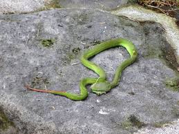 Bali S Green Pit Viper One Of The Most Venomous Snakes In The World Hand Crafted In Bali Each Wanderer Bracelet Helps Support Sustain Bali Handcraft Village