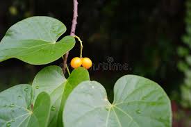Image result for Tinospora