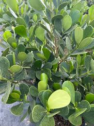 Image result for Clutia robusta