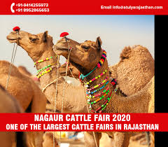 The fair draws thousands of foreign tourists. Nagaur Cattle Fair 2020 Enjoy The Grand Revelry Of Rajasthan