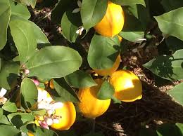 Nesbitt23@myfruits.live drop us a line anytime! Eaglewood Farm Sustainability Forum Home Facebook