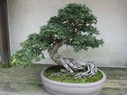 We did not find results for: The Art Of Growing Bonsai Trees In Scandinavia Daily Scandinavian