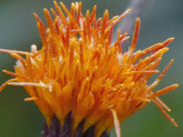 Image result for Gynura pseudochina